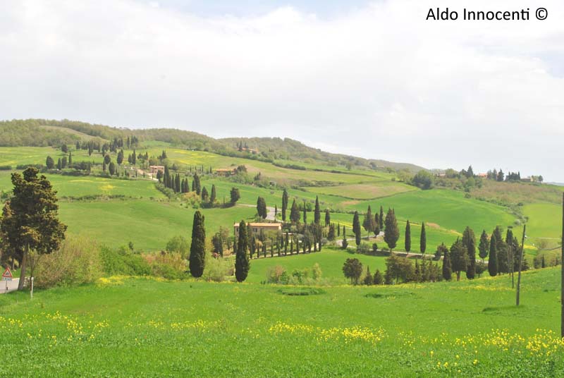 MONTICCHIELLO: STRADA DEI CIPRESSI 3